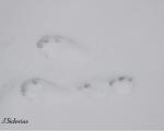 Snowshoe Hare