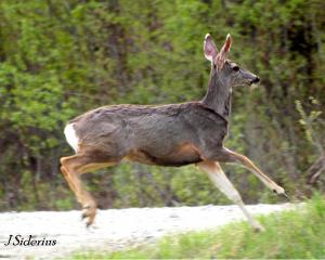 Stotting mule deero