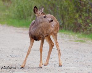 mule small antsigned