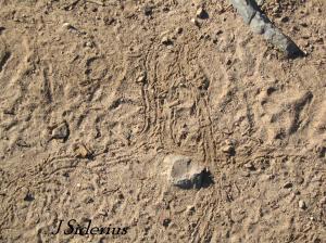 Mystery Tracks: Millipede?