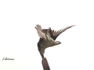 Osprey athletics - I had to fiddle with this photo to get it clearer but I still like it.