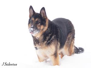 waiting for the next snowball