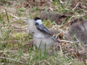 Black-capped Chickadee