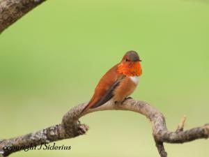 Rufous Hummingbird Male
