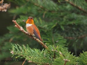 a good lookout perch