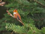 Rufous Hummingbird Male