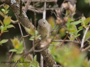 Orange-crowned Warbler