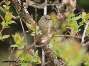 early spring Orange-crowned Warbler