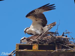 At the nest - bonding pair.