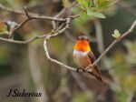 Rufous Hummingbird Male
