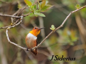 Rufous Hummingbird Male