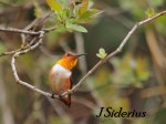 Rufous Hummingbird Male