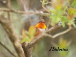 Rufous Hummingbird Male