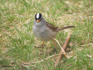 Searching for seeds and insects