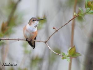 Digesting food and watching for males