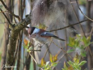 Chestnut-backed Chickadee