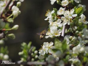 A Clearwing Moth and cherry blossoms