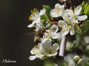 A Clearwing Moth (genus Hemaris) possibly a Snowberry Clearwing Moth - imitating - a hummingbird?
