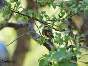 Yellow-rumped Warbler