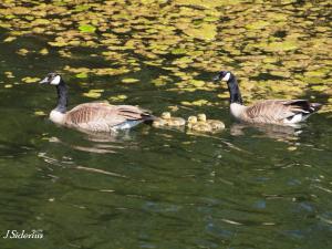Young goslings in tow