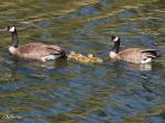 Canada Geese