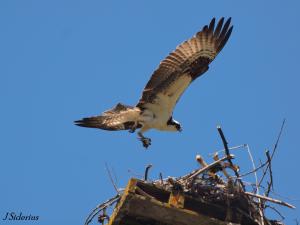 Coming into the nest with a fish