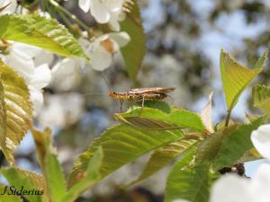 Maybe eating fresh buds??