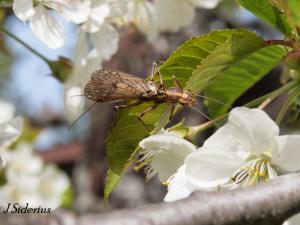 The adult form of the Stonefly.  The carnivorous nymphs are aquatic.  The winged adults eat buds or leaves.