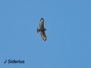 A soaringBroad-winged Hawk