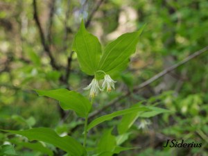 Hooker's Fairybells