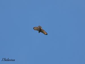 Soaring Broad-winged Hawk