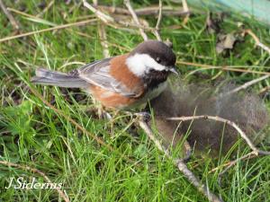Chestnut-backed Chickadee
