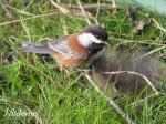 Chestnut-backed Chickadee