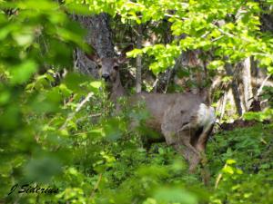 And a Mule Deer watching me from safety