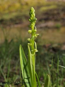 A Bog Orchid