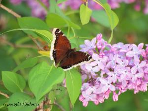Mourning Cloak visiting the lilac blossoms
