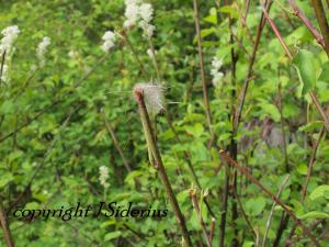 Elk hair stuck on Snowbrush twig.  Many of the twigs have been browsed by elk or deer