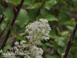 Ceonothus - Snowbrush Blossoms