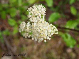 Ceanothus flowers up close