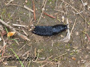 European Black Slug