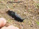 European Black Slug