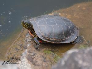 Painted Turtle