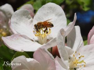 A honey bee laden with pollen