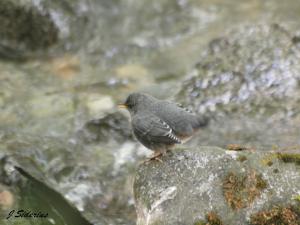 A Dipper singing and displaying