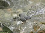 American Dipper