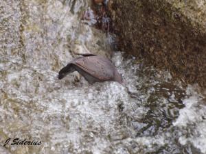Looking for food in the torrent