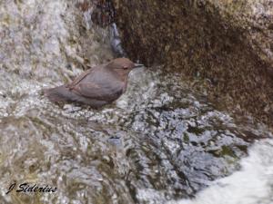 Rushing water and a Dipper