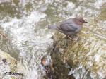 American Dipper