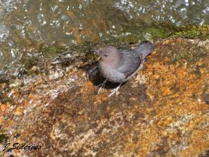 Dipper with food