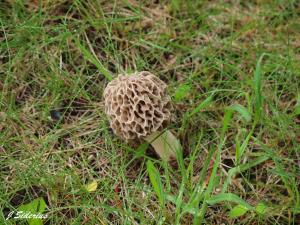 Morel